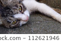 A cat staring at you 112621946