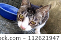 Lost cat 112621947