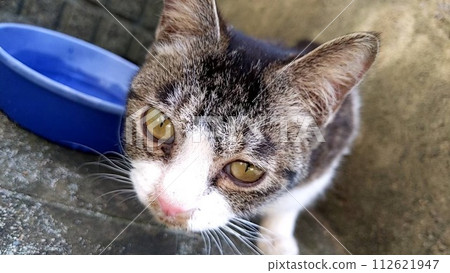 Lost cat Lost cat 112621947
