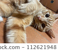 A cat to relax 112621948