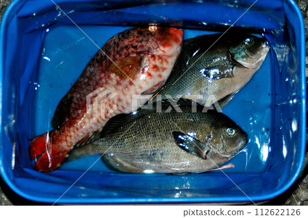 I took a picture of the porgies and parrotfish I caught in a bag. 112622126