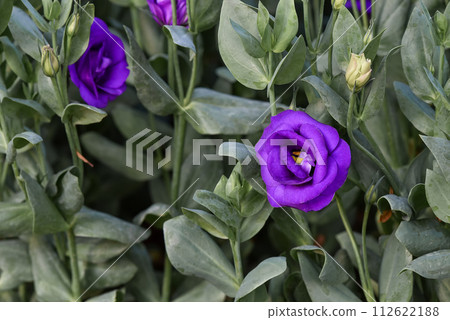 Blooming Lisianthus Flowers in the garden Blooming Lisianthus Flowers in the garden 112622188