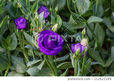 Blooming Lisianthus Flowers in the garden Blooming Lisianthus Flowers in the garden 112622189