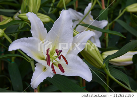 Lily flowers bloom in the garden. Lily flowers bloom in the garden. 112622190