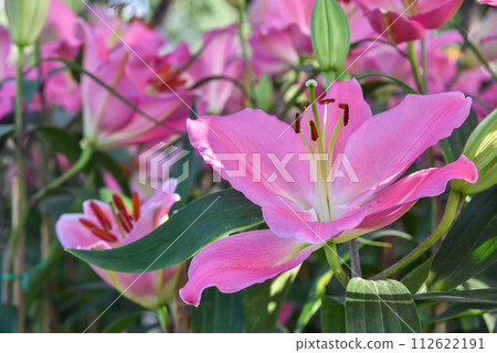 Lily flowers bloom in the garden. Lily flowers bloom in the garden. 112622191