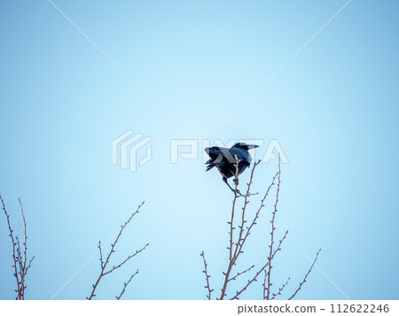 烏鴉在樹上 烏鴉在樹上 112622246