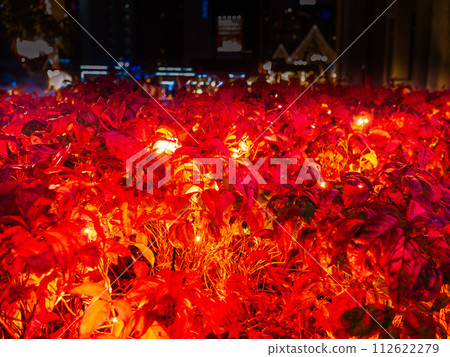 福博相橋舉辦的「中洲光之降臨節」會場，秋葉被燈光照亮 112622279