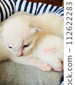 Two kitten 112622283