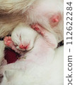 kitten with umbilical cord 112622284