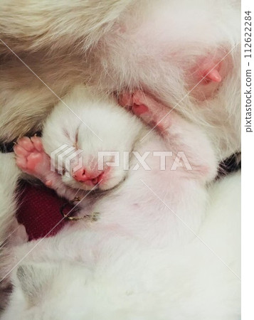 kitten with umbilical cord 112622284