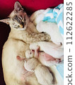 Mother cat and kitten 112622285