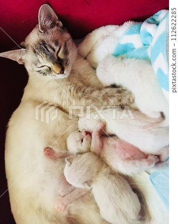 母貓和小貓 112622285