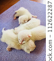 sleeping kittens 112622287
