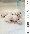 sleeping kittens 112622288