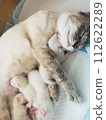 Parent and child cat 112622289