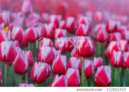 Blooming Tulips Flowers in the garden. Blooming Tulips Flowers in the garden. 112622315