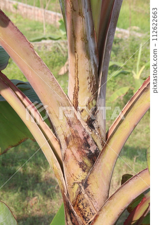 banana seedling on farm for sell banana seedling on farm for sell 112622663