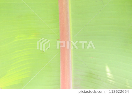 green background of banana leaves green background of banana leaves 112622664