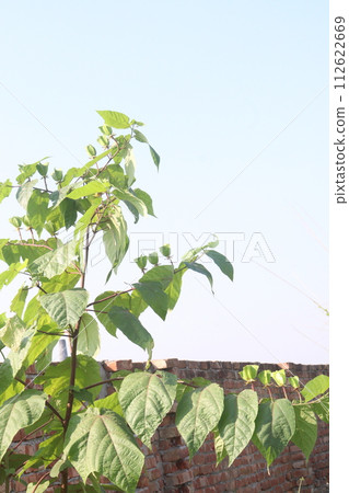 Abroma augusta plant on farm 112622669