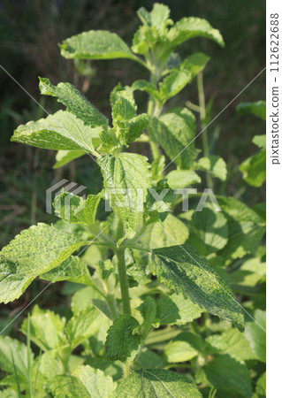 Ageratum conyzoides flower plant on nursery 112622688