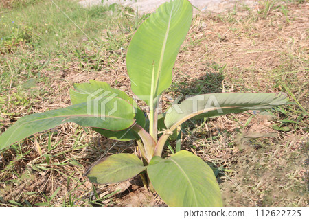 banana seedling on farm for sell banana seedling on farm for sell 112622725