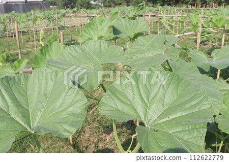 Bottle gourd plant on farm 112622779