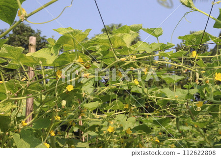 Cucumber on tree in farm 112622808