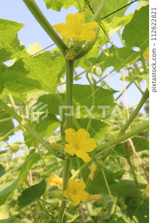 Cucumber on tree in farm Cucumber on tree in farm 112622821