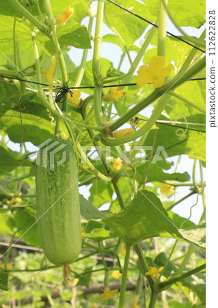 Cucumber on tree in farm 112622828