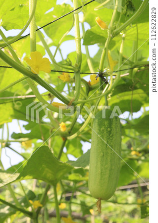 Cucumber on tree in farm 112622829