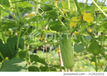 Cucumber on tree in farm 112622832