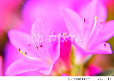 美麗的粉紅色霧島杜鵑花 112622915
