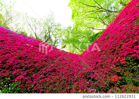 滿牆盛開的霧島杜鵑花，景色壯觀 112622931