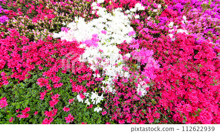 Beautiful Kirishima azalea flower wall 112622939