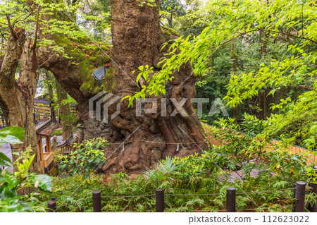 (靜岡縣)來宮神社/小楠 (靜岡縣)來宮神社/小楠 112623022