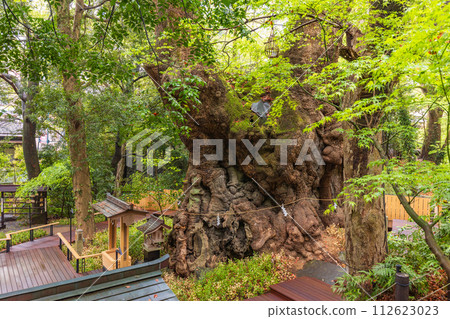 (Shizuoka Prefecture) Kinomiya Shrine/Ogusu 112623023