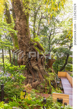 (Shizuoka Prefecture) Kinomiya Shrine/Ogusu 112623024