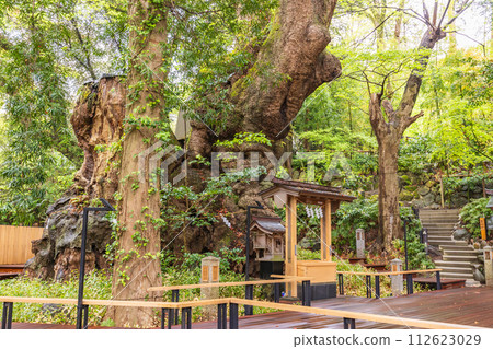 （靜岡縣）來宮神社/小楠 112623029