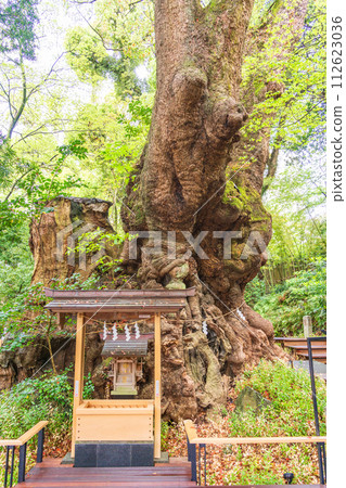 (靜岡縣)來宮神社/小楠 (靜岡縣)來宮神社/小楠 112623036