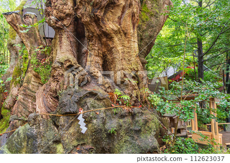 (靜岡縣)來宮神社/小楠 (靜岡縣)來宮神社/小楠 112623037