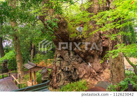 （靜岡縣）來宮神社/小楠 112623042