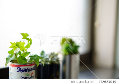 種植在窗邊空罐子裡的植物 種植在窗邊空罐子裡的植物 112623049