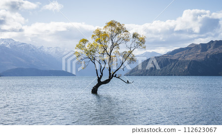 Lonely willow tree in autumn colors in the middle of a lake surrounded by mountains, New Zealand 112623067