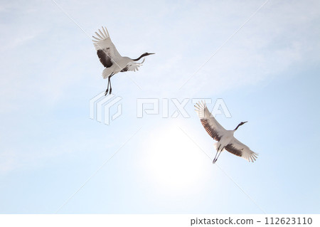 丹頂鶴飛翔在藍天 112623110
