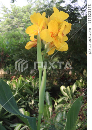 Canna Yellow King Humbert flower plant on farm 112623178