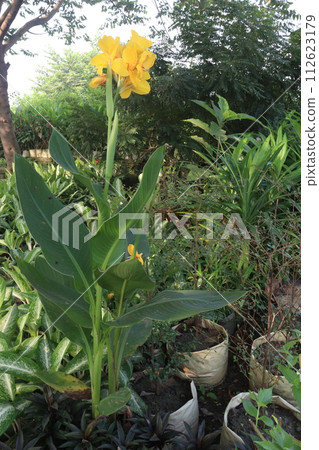 Canna Yellow King Humbert flower plant on farm Canna Yellow King Humbert flower plant on farm 112623179