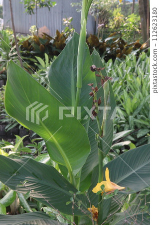 Canna Yellow King Humbert flower plant on farm Canna Yellow King Humbert flower plant on farm 112623180