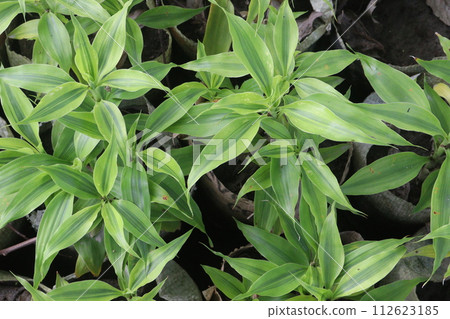 Bamboo Golden Edge leaf plant on farm Bamboo Golden Edge leaf plant on farm 112623185