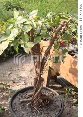 Bonsai tree plant on farm Bonsai tree plant on farm 112623190
