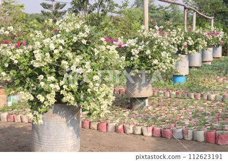 Bougainvillea flower plant on farm Bougainvillea flower plant on farm 112623191